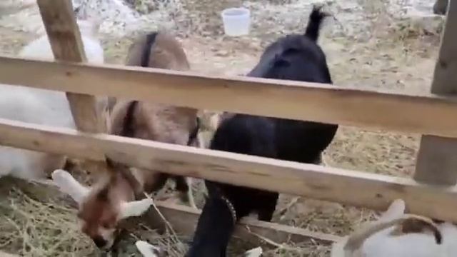 Уличная кормушка для коз. Делаю сама. смотреть онлайн