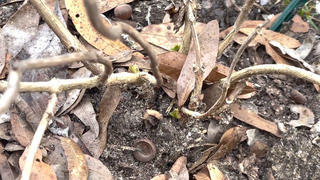 January Garden Tour (Pansies, Tulips, Lambs Ear... bulbs, bulbs, bulbs!)(2023, Zone 8b) смотреть онлайн
