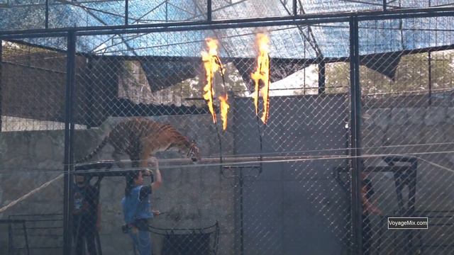 Шоу тигров на Самуи смотреть онлайн