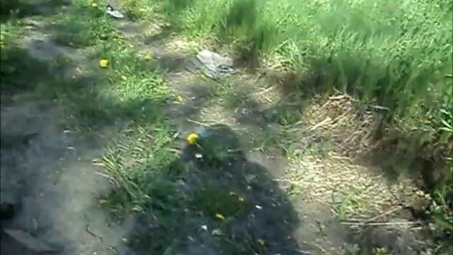 Не беги от добермана. Doberman