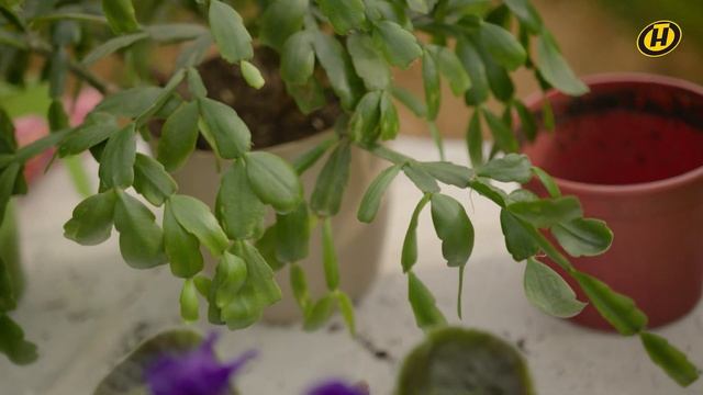 Комнатные цветы НЕ ЗАЦВЕТАЮТ — что делать? | САД и ОГОРОД смотреть онлайн