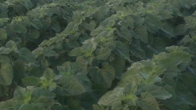 Дошел ход и до подсолнечника Армагедон пр-во ВНИС. смотреть онлайн