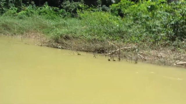 Таиланд, Пхукет, джунгли, река, плот. смотреть онлайн