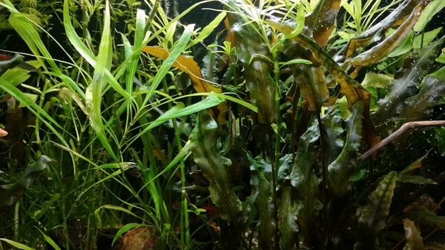 ПЕЦИЛИЯ. КРАТКО О СОДЕРЖАНИЕ