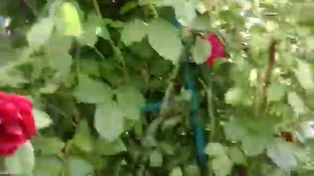 ЛМР на розах.И как с ней бороться.