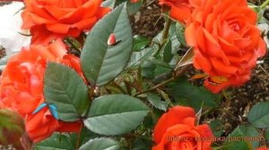 Роза миниатюрная Ориндж Джувел ? роза Ориндж Джувел обзор: как сажать саженцы розы Ориндж Джувел