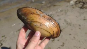 Пресноводные мидии - сколько им лет и что это за темные полоски?