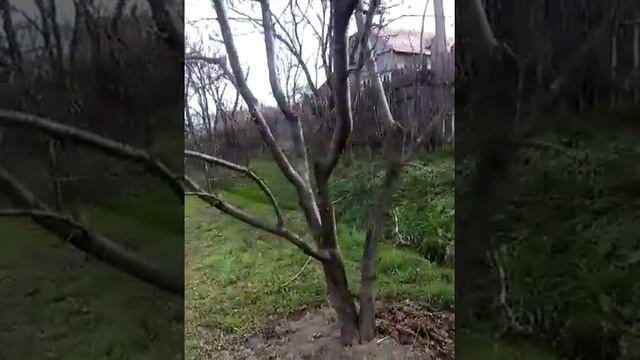 Abuz Cornet Bucșești смотреть онлайн