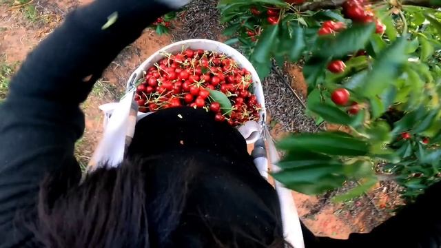 Magkano ang sahod namin weekly pag mamimitas kami ng Cherry? ? смотреть онлайн