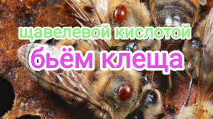 Обработка пчёл от клеща.