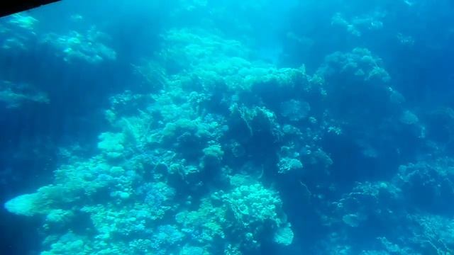 Подводный мир Красное море|Рыбки красного моря едят медуз и передают привет! смотреть онлайн