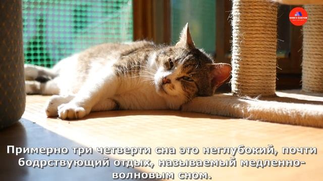 Почему кошки так много спят смотреть онлайн