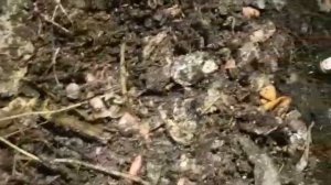 Разведение червей в гараже на даче. Вермиферма дома своими руками. Черви бизнес