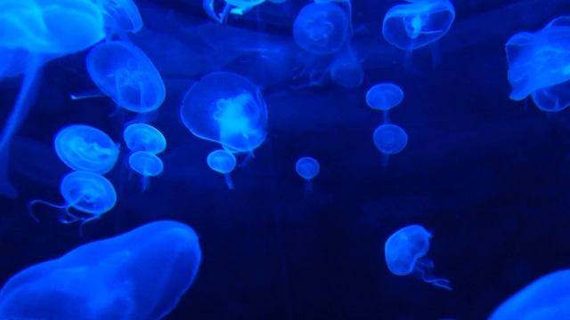 Jellyfish Aquarium ~ Relaxing Music for Sleep, Study, Meditation & Yoga • Screensaver • 3 HOURS смотреть онлайн