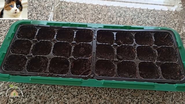 Как сажать семена базилика на рассаду смотреть онлайн