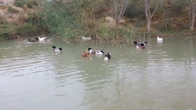 Домашние дикие утки. смотреть онлайн