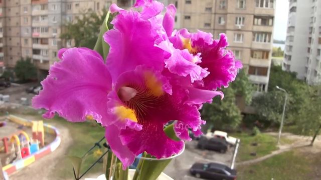 ORCHIDS  Blc. Lucky Strike 'Golden Ring' орхидея