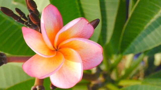 Plumeria Flowers Along BIR Road Near Government Offices смотреть онлайн