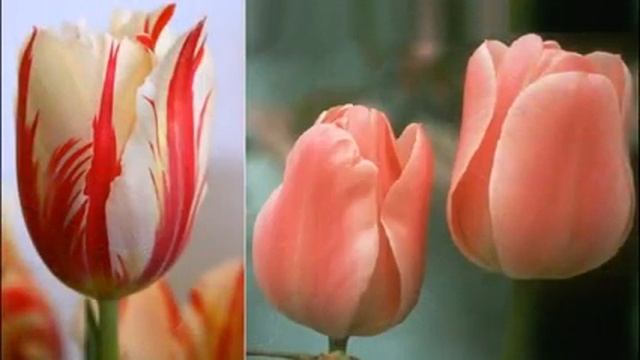 Самые красивые живые цветы смотреть онлайн