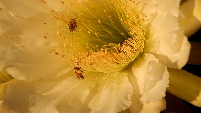 Bees Gather Pollen From Cactus Flowers At Sunrise
