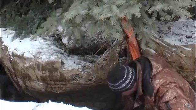 Голубые ели, наконец-то, пересадили смотреть онлайн