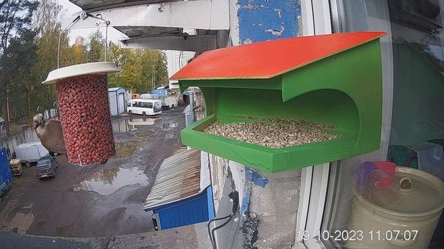 Сойка прилетела в кормушку