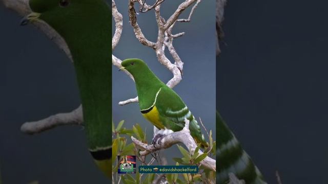The ENDEMIC Cloven-feathered dove (Drepanoptila holosericea) смотреть онлайн