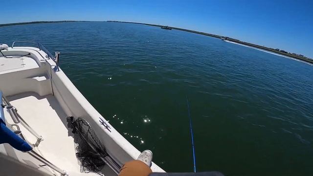 Quick Backwater Flounder Trip Using Gulp. Fluke Fishing смотреть онлайн