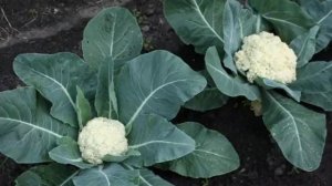 КАК ПОСАДИТЬ И ВЫРАСТИТЬ ЦВЕТНУЮ КАПУСТУ