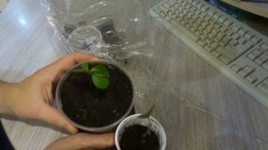 РЕЗУЛЬТАТЫ УКОРЕНЕНИЯ ЧЕРЕШНИ И РЯБИНЫ. ЧТО НЕ ТАК???