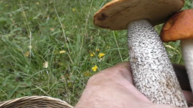 Вторая волна белых грибов и активный рост подосиновиков. Часть 1. смотреть онлайн