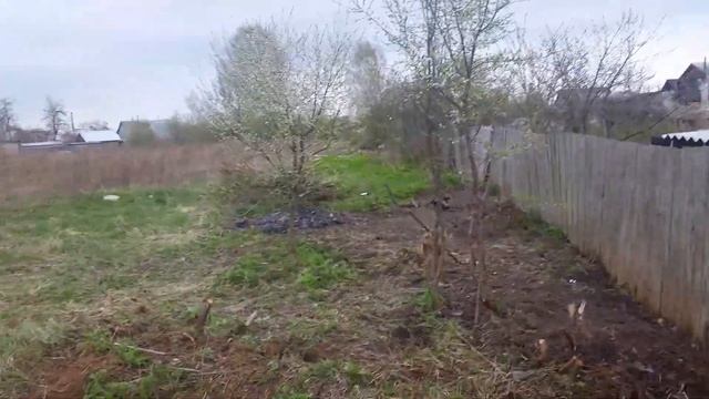 Очистка участка под посадку Павловнии в Полоцке