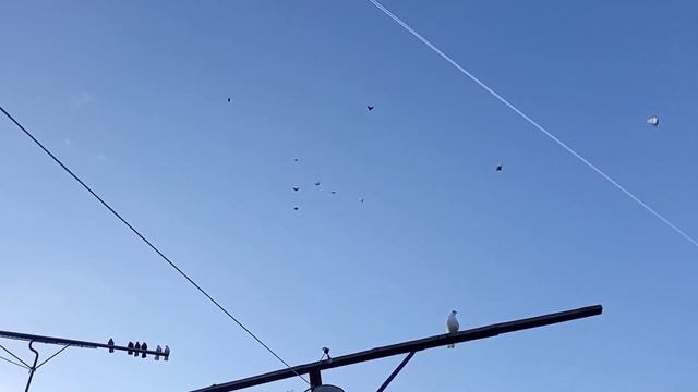 Голуби п. Усть-Кинельский, Олег Костяков. смотреть онлайн