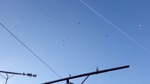 Голуби п. Усть-Кинельский, Олег Костяков.