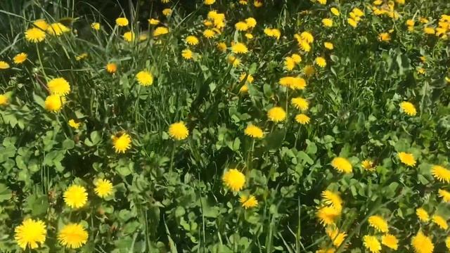 Одуванчик ! И ты здоров !!! смотреть онлайн