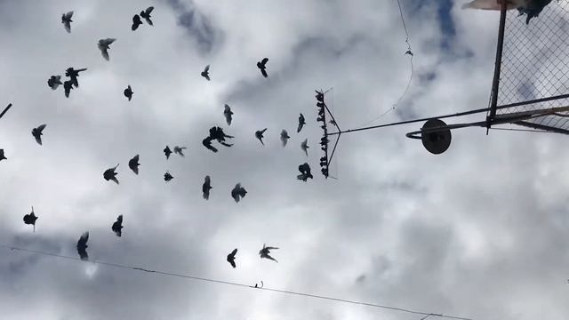 Николаевские голуби таганрог смотреть онлайн