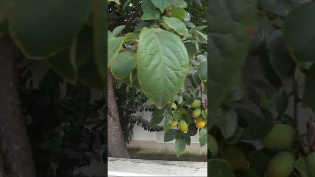 Цветы Турции ?I Просто живем смотреть онлайн