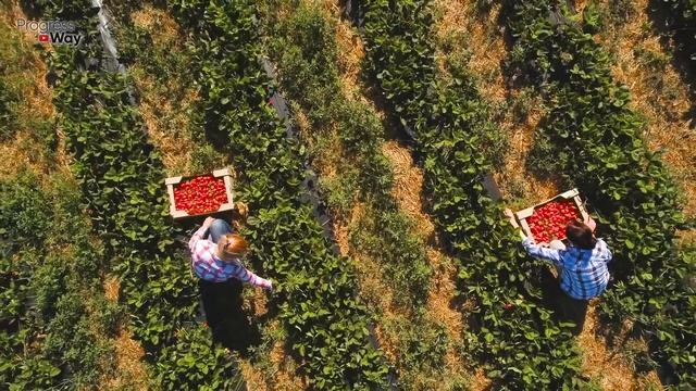 Внес 1 Стакан под Клубнику и Ягоды Хоть Продавай! смотреть онлайн