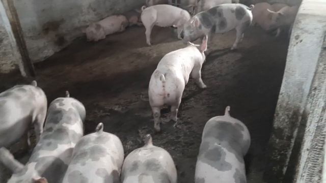 КАК СЭКОНОМИТЬ НА КОРМЕ ДЛЯ СВИНЕЙ? смотреть онлайн