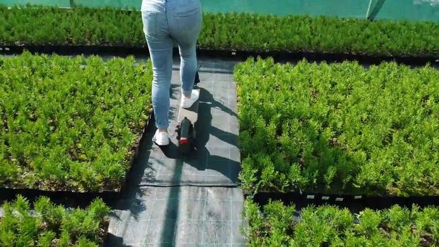 Хвоя. Новинки ТМ Яскрава. Купити саджанці: туя, кипарисовик, ялівець, ялина. смотреть онлайн