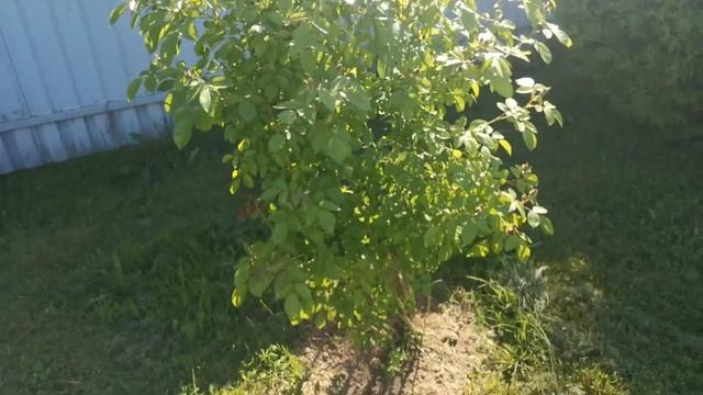 ДАЧНЫЕ БУДНИ 19 июня 2021 г: розы готовятся к цветению? смотреть онлайн