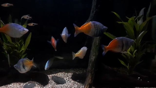 3 years old Rainbow Boesemani (Melanotaenia boesemani) Tank смотреть онлайн