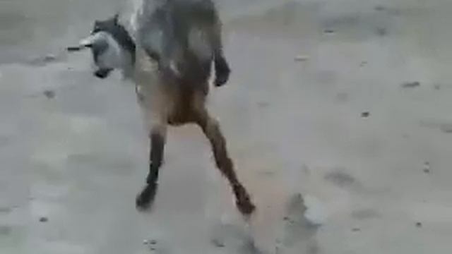 Чудо Аллаха смотреть онлайн