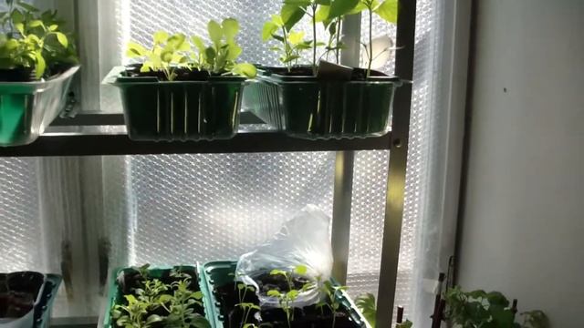 Супер защита рассады от палящего солнца. смотреть онлайн