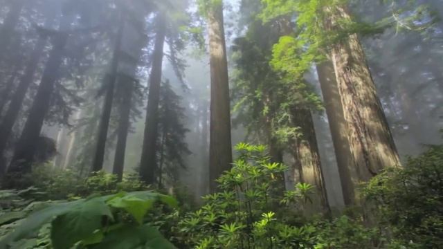 Звуки природы и фортепиано. Музыка для восстановления сил. Целебная музыка. смотреть онлайн