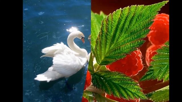 СЛАЙДИКИ- КРАСИВЫЕ КАРТИНКИ))) смотреть онлайн