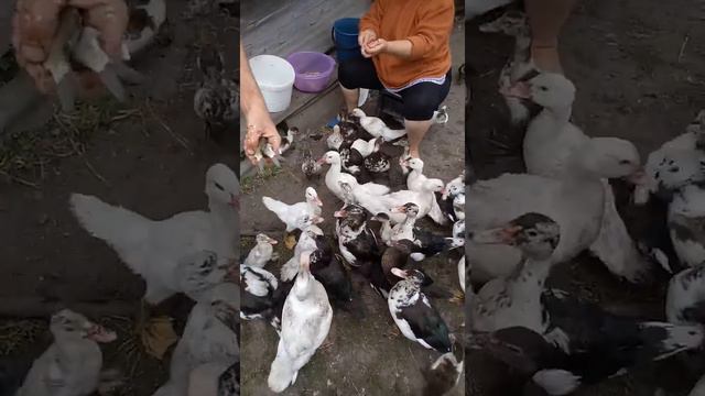 Утки воруют и дерутся из-за рыбы , когда папа приходит с рыбалки