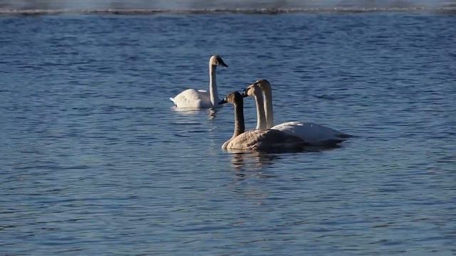 Trumpeter Swans on The Mississippi смотреть онлайн