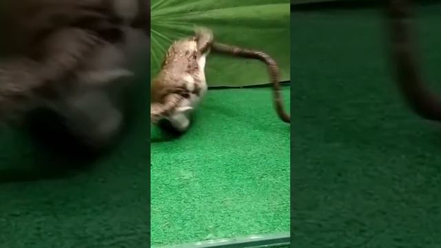 Bullfrog eating giant earthworm#bullfrog #frog #eating смотреть онлайн