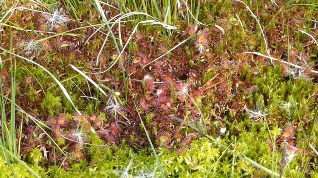 BLINDENSEE - vidéo 7 : des droséras à perte de vue et en détails (2013) - смотреть онлайн